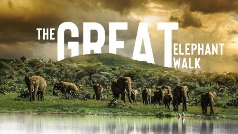 The Great Elephant Walk