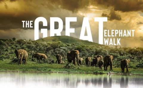 The Great Elephant Walk